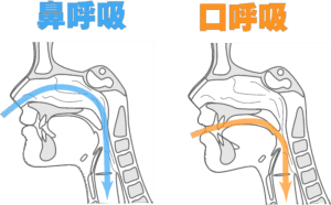 矯正　口呼吸　鼻呼吸